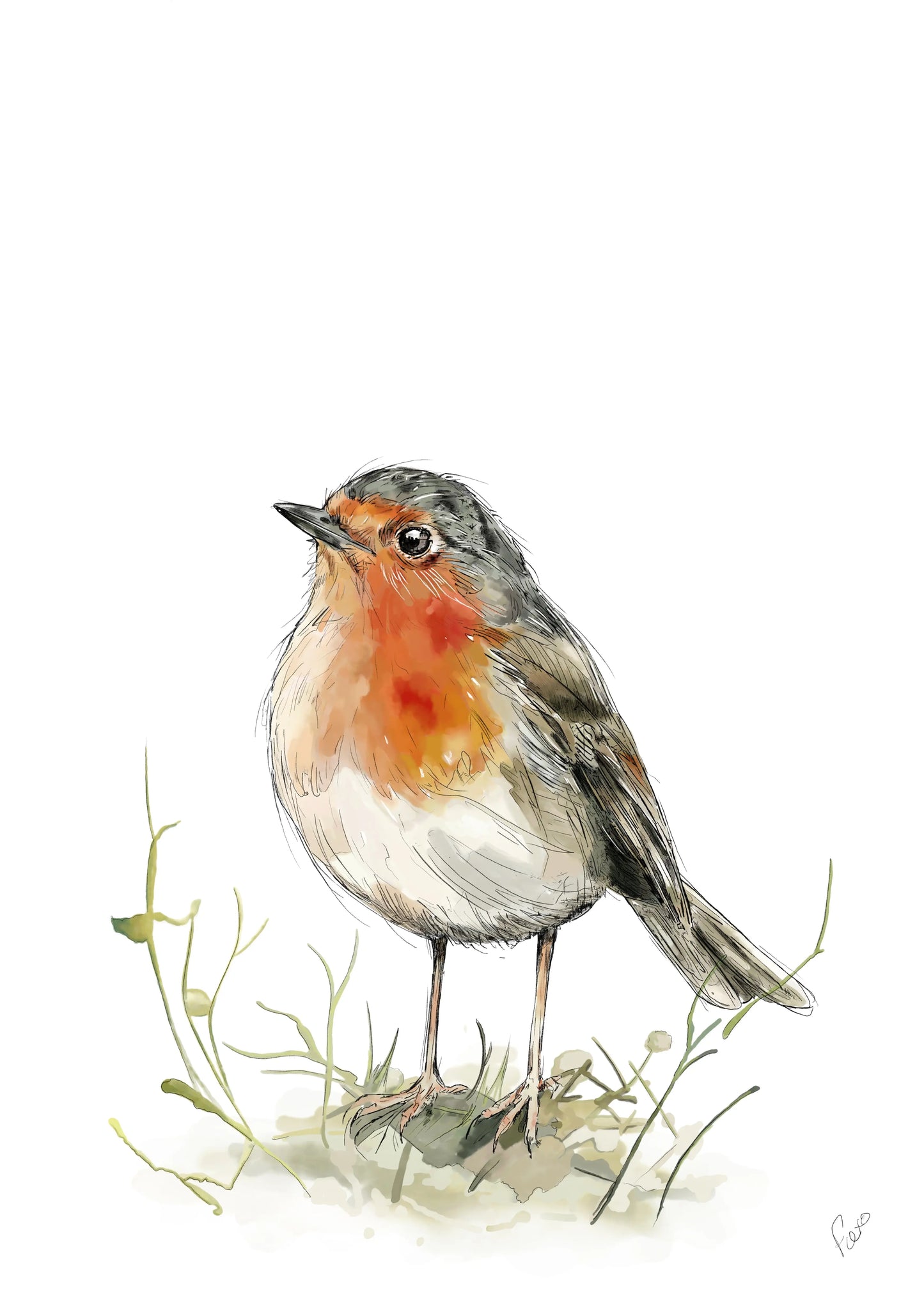 “Robin” - Ink & Watercolour Limited Edition Print A3 - 50 units Flexo Draws